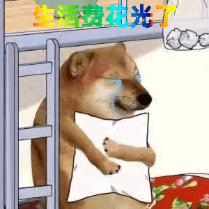狗子抱着枕头流泪